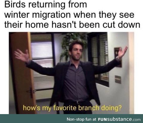 Welcome the birbs back