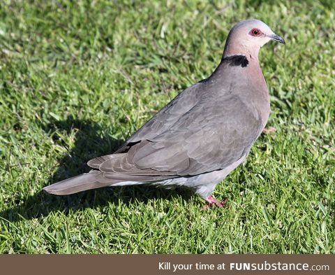 Red-eyed dove (Streptopelia semitorquata) - PigeonSubstance