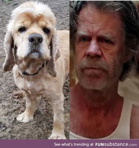 This shelter dog looks like Frank Gallagher