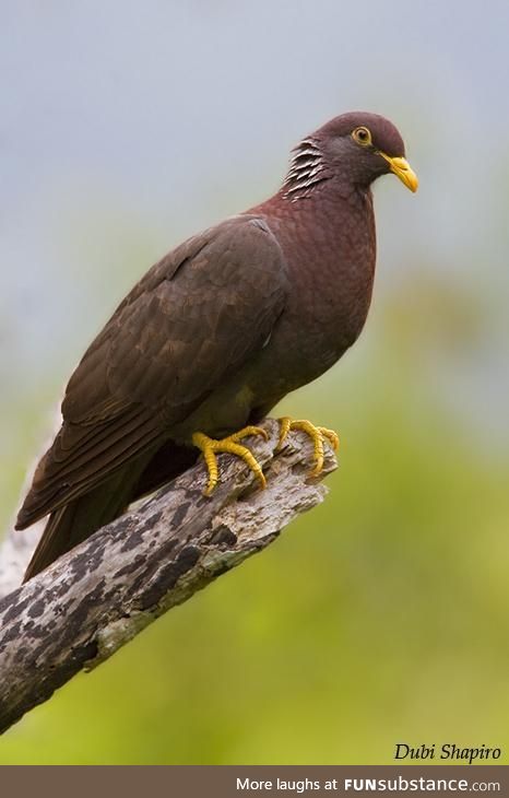 Comoros olive pigeon (Columba pollenii) - PigeonSubstance