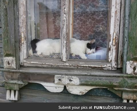 Cat in the window