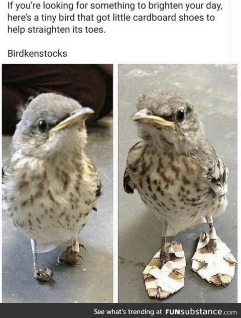 Birdkenstocks