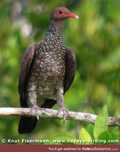 Scaled pigeon (Patagioenas speciosa) - PigeonSubstance