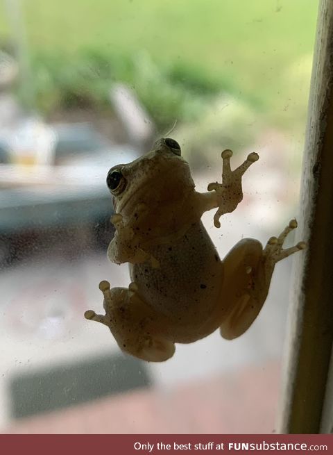 Froggo Fun #123 - "Dude, lemme in, I'm a fairy"