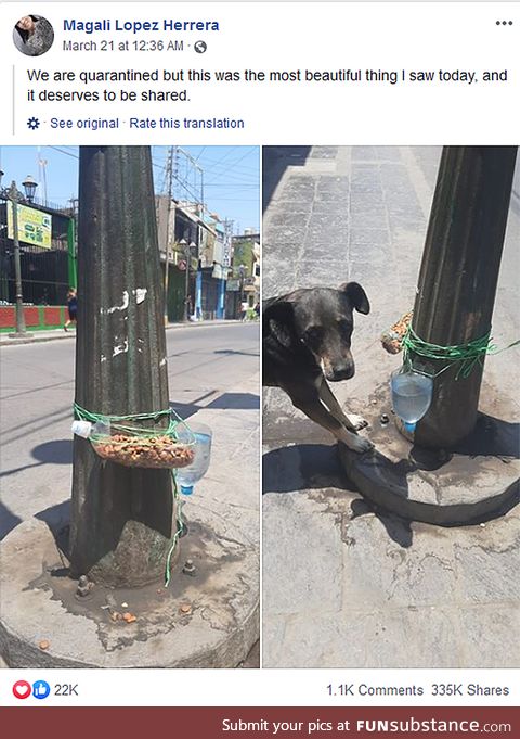 Food and Water for Strays during Corona