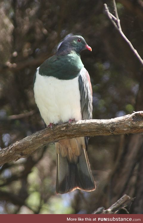 Kererū (Hemiphaga novaeseelandiae) - PigeonSubstance