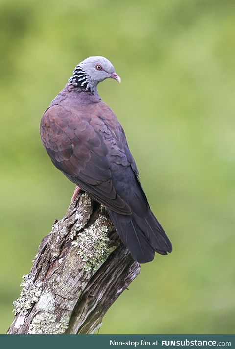 Nilgiri wood pigeon (Columba elphinstonii) - PigeonSubstance