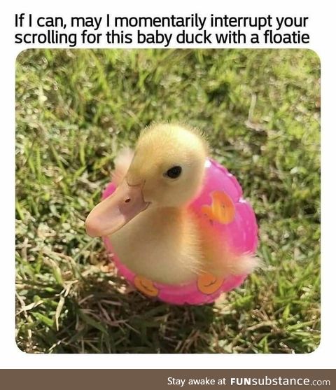 Here is Smol duck in a floatie