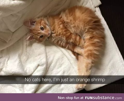 Cutest shrimp