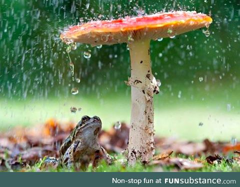 Froggo Fun #126 - A Rainy Day in May