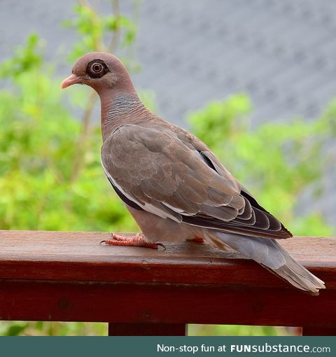 Bare-eyed pigeon (Patagioenas corensis) - PigeonSubstance