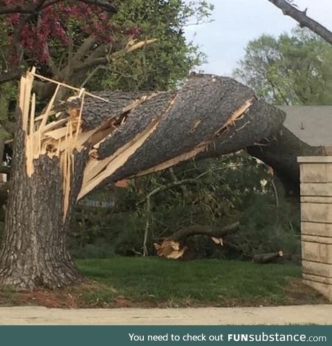 A tornado twisted this tree