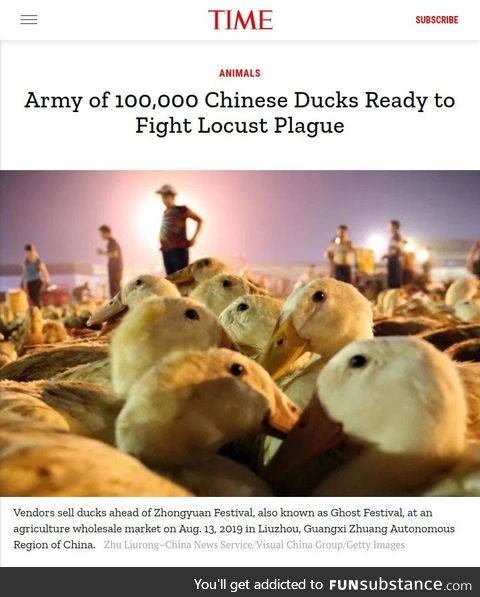 The ducks are coming