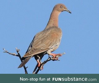 Plain pigeon (Patagioenas inornata) - PigeonSubstance