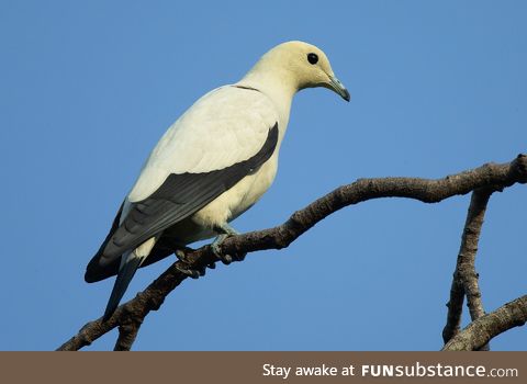 Pied imperial pigeon (Ducula bicolor) - PigeonSubstance