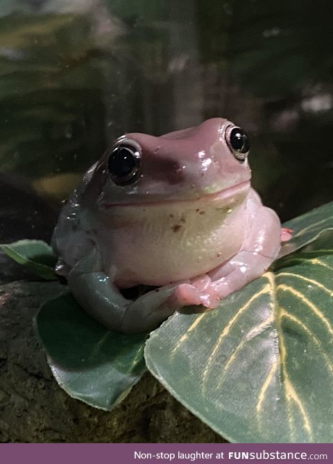 Froggo Fun #130 - Pretty and Pink