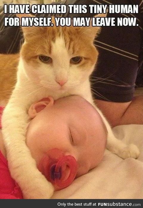 Funny cat says that this tiny human is mine