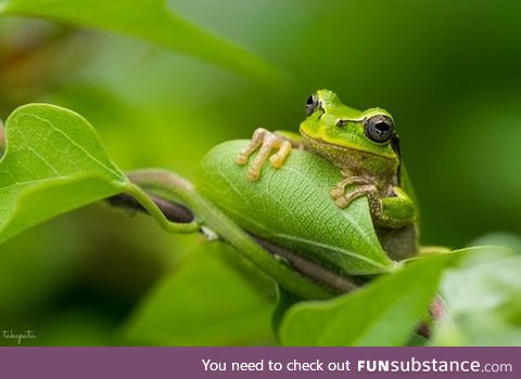 Froggo Fren #107 - Japanese Tree Frog