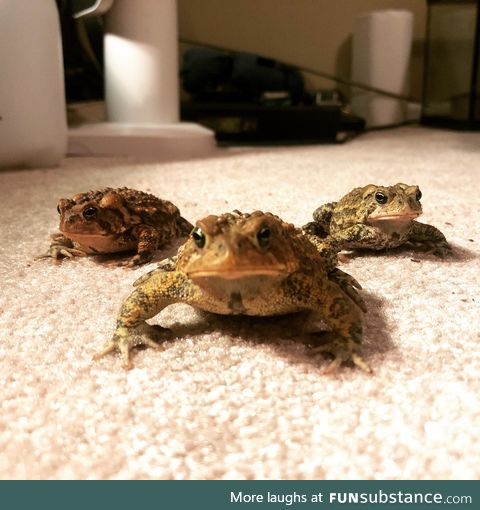 Froggo Fun #131 - Me and the Boys at 3 AM Looking for Shredded Cheese