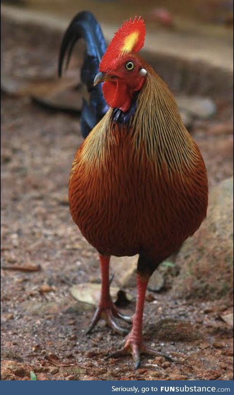 Wild Chickens: Ceylon Junglefowl