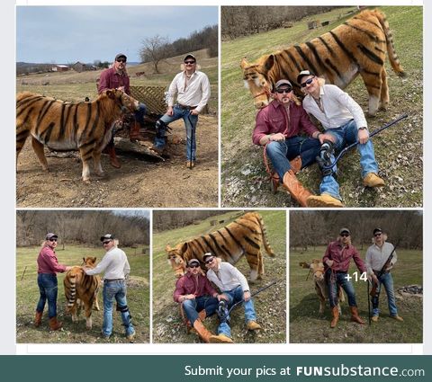 Some local boys painted a cow and did a tiger king photo shoot
