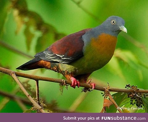 Little green pigeon (Treron olax) - PigeonSubstance