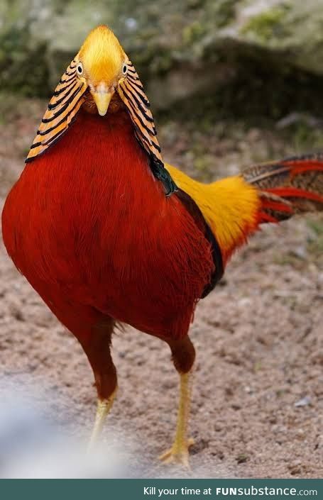 Wild Chickens: Golden Pheasant