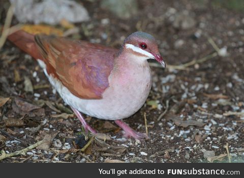 Key West quail-dove (Geotrygon chrysia) - PigeonSubstance