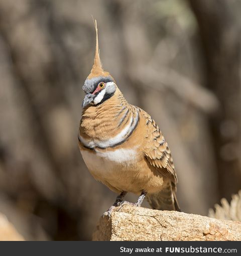 Spinifex pigeon (Geophaps plumifera) - PigeonSubstance