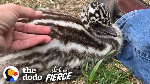 Baby Emu Does Not Like The Chickens (FeelGoodSubstance)