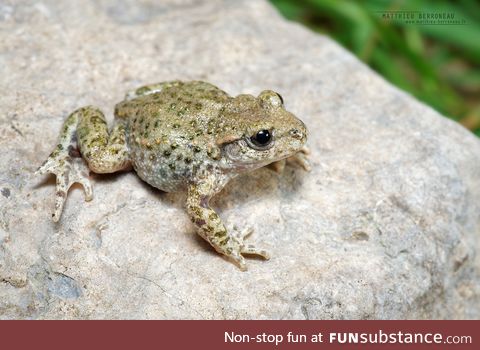 Froggo Fren #109 - Common Midwife Toad