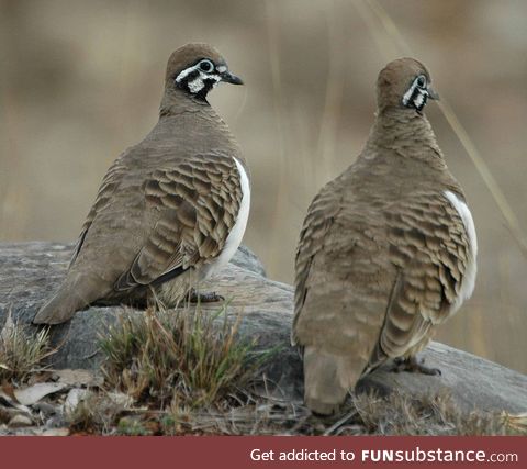 Squatter pigeon (Geophaps scripta) - PigeonSubstance