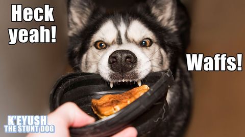 Husky excited for waffs