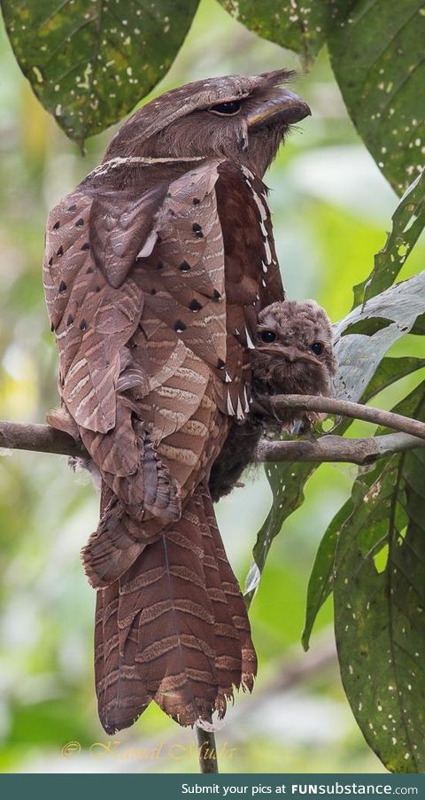 Tawny frogmouth and her chick