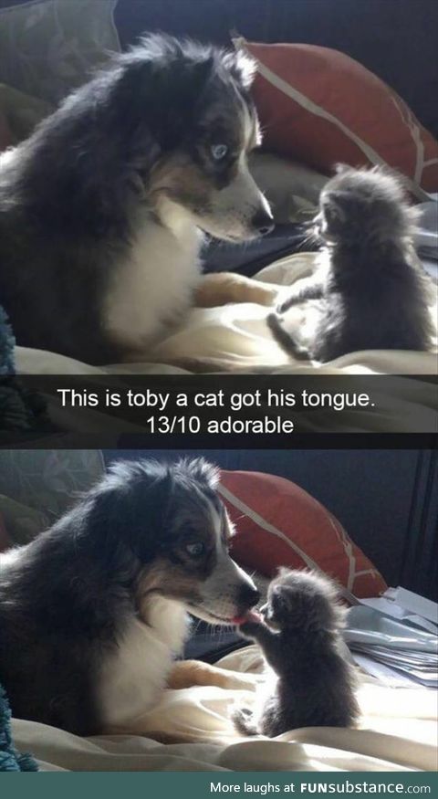 Cat Got His Tongue