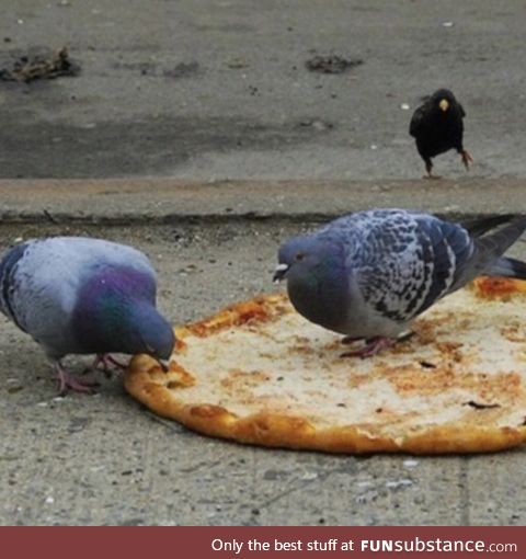 Pigeon Pizza Party