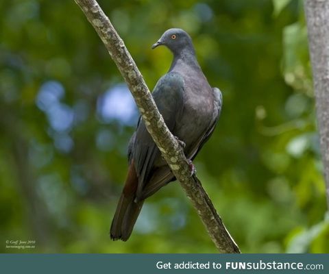 Christmas imperial pigeon (Ducula whartoni) - PigeonSubstance