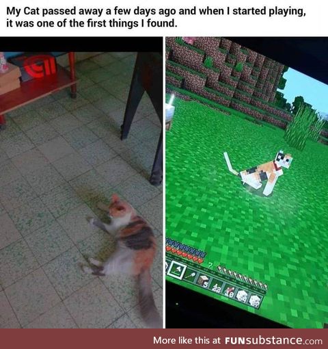 Minecraft Cat