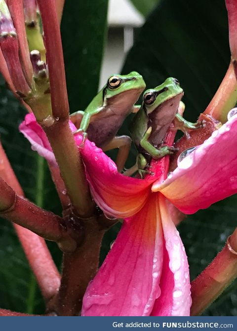 Froggo Fun #142 - "It's okay, man. Don't let it drag you down."