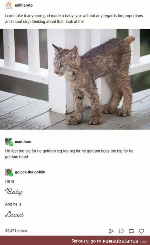 Baby Lynx too big for he gotdam everything