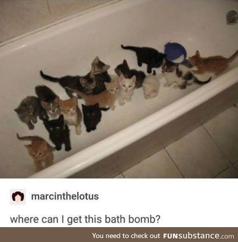 Cats in the Bath