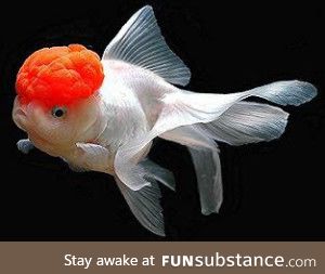 Fishy Fun Day #1: Oranda Goldfish