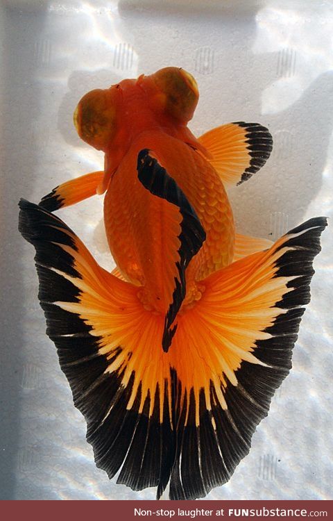 Fishy Fun Day #2: Butterfly Telescope Goldfish