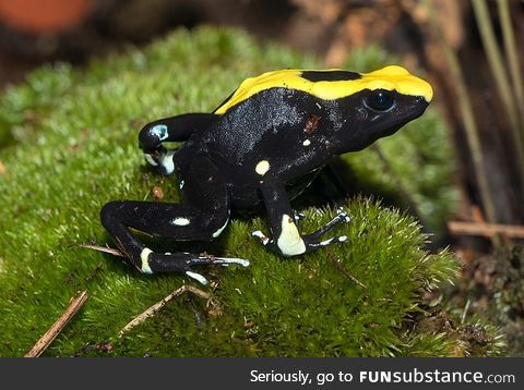 Froggo Fren #110 - Dyeing Poison Dart Frog