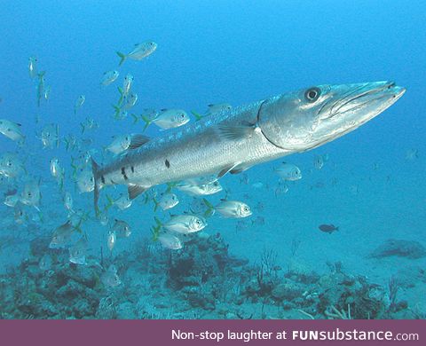 Fishy Fun Day #3: Great Barracuda @happy_frog