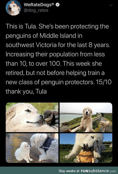 New Generation of Penguin Protecting Puppers