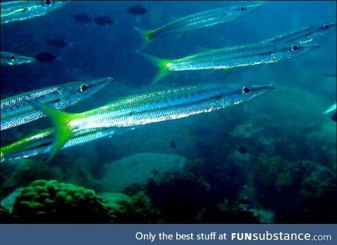 Fishy Fun Day #4: Yellowtail Barracuda @happy_frog