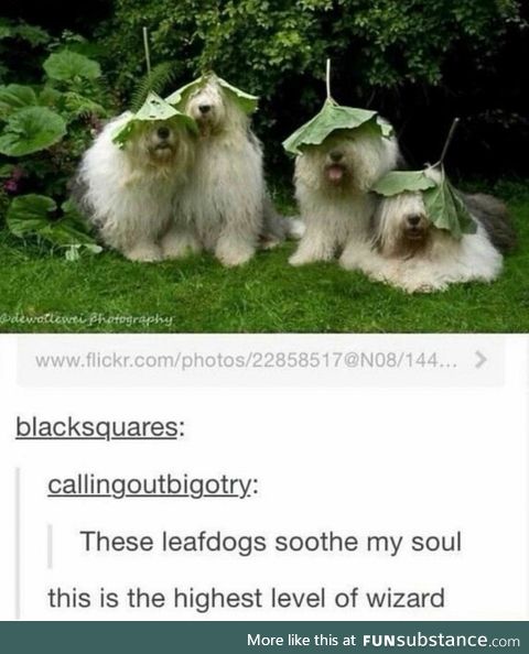 Majestic Leaf Dogs