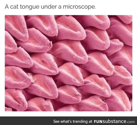 Cat o' nine [million] tounges