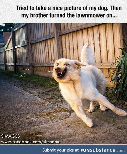 Then the lawnmower started